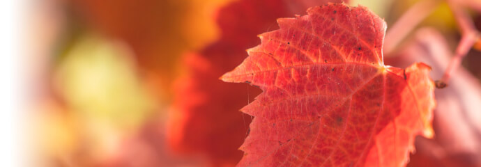banner-page-home